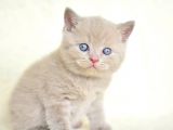 Top kafa lilac british shorthair