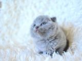 Küt kafa gri scottish fold yavrumuz