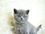Muhteşem güzellikte gri british shorthair yavrumuz