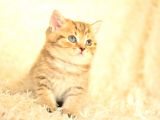 GOLDEN TABBY NY24 BRİTİSH SHORTHAİR