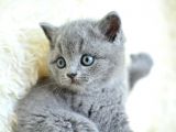 Muhteşem Yüz Hattına Sahip Gri British Shorthair