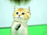 Şampiyon anne babanın yavrusu ny11 golden british shorthair yavrumuz