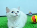 MAS MAVİ GÖZLÜ KARBEYAZ BRİTİSH SHORTHAİR