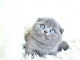 Muhteşem top kafa gri scottish fold