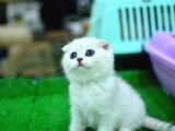 Yok Böyle Güzellikte Silver Scottish Fold