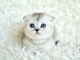 Muhteşem silver shaded scottish fold