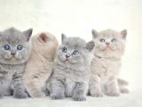 Muhteşem Kalite British Shorthair Yavrularımız