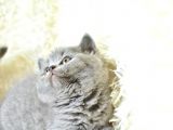 Muhteşem güzellikte gri british shorthair yavrumuz