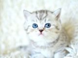 ++ Kalitede silver ns24 british shorthair