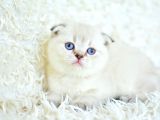 Yok Böyle Güzellikte Silver Point Scottish Fold