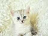 British Shorthair NS25