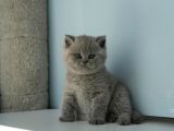 Topaç kafa gri British Shorthair