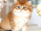 NADİR GÖRÜLEN GOLDEN BRİTİSH LONGHAİR