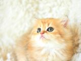 AÇIK RENK GOLDEN BRİTİSH LONGHAİR