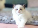Asaleti ve Duruşu İle Eşsiz Güzellikte Ragdoll 