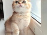 Nadir rengi ve oyuncu karakteri ile Ny12 scottish fold shortair