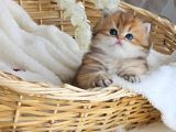 Asil duruşu ile black golden british longhair